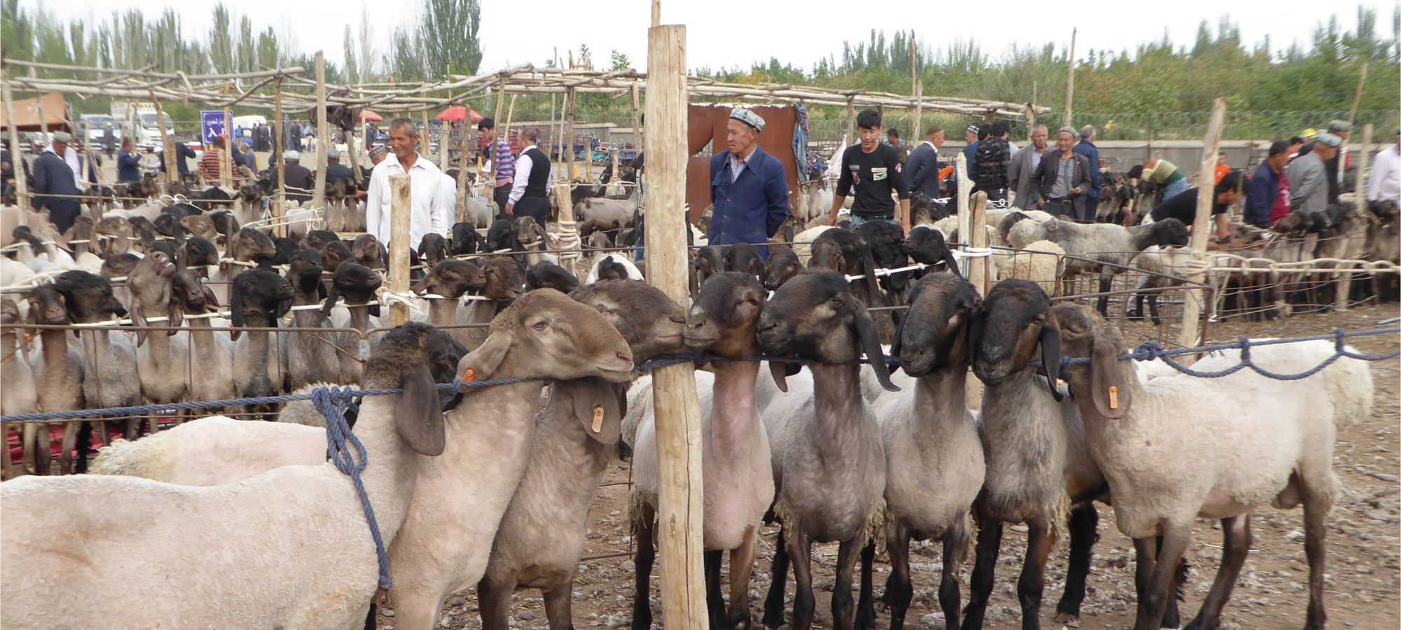 Kashgar - Livestock Market 